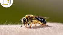 Thumbnail of Don't Mess with the Wild Bees on the Roadside