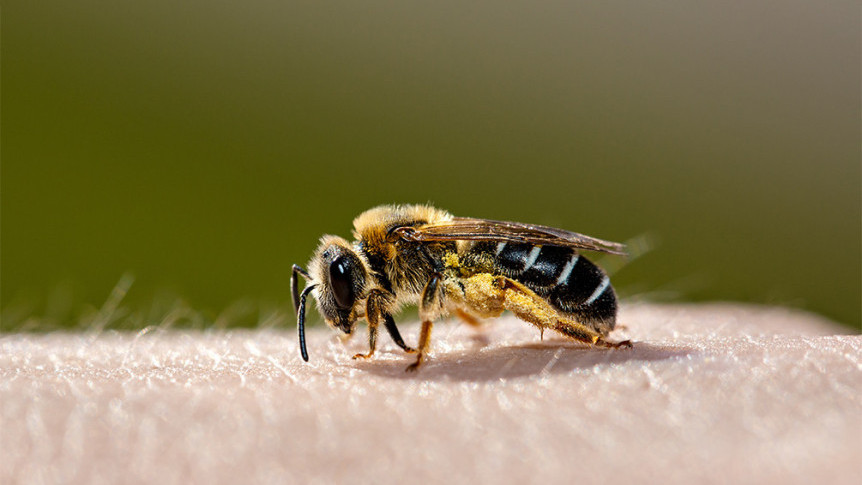 Thumbnail of Don't Mess with the Wild Bees on the Roadside