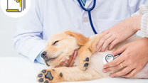 Thumbnail of Heart Diseases in Dogs