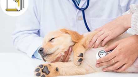 Thumbnail of Heart Diseases in Dogs