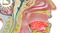 Thumbnail of The Advancement of Head & Neck Cancer Treatment