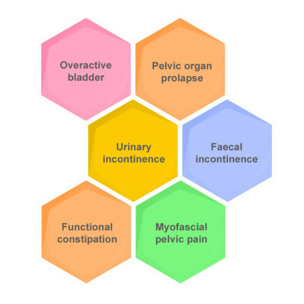 Thumbnail of Pelvic floor dysfunctions include: